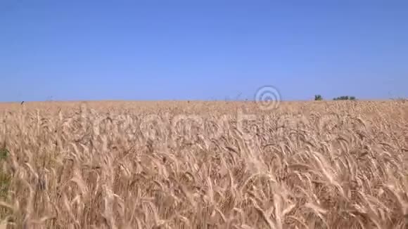 金色的麦子对抗蓝天视频的预览图