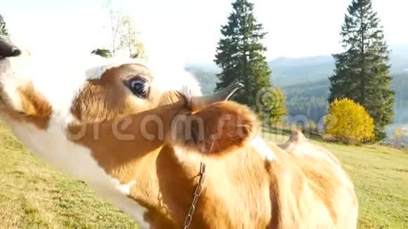 牛山自然动物阳光视频的预览图