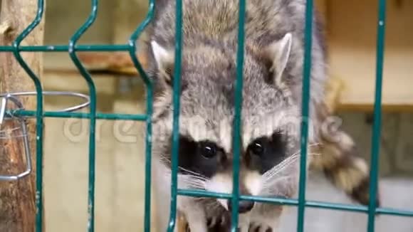 动物园笼子里的浣熊视频的预览图
