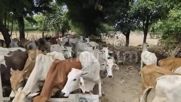 奶牛场饮水奶牛在现代奶场繁殖特写奶牛喝水牛饮用水印度视频的预览图