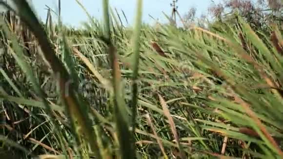干草芦苇沼泽草户外自然景观视频的预览图