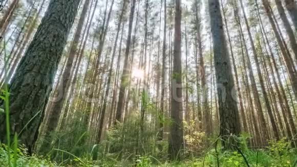 秋天阳光透过松林照耀视频的预览图