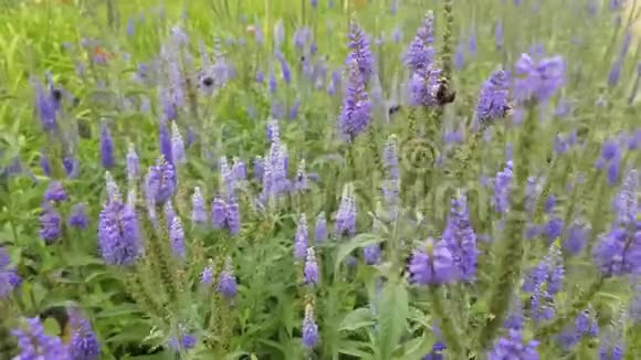 薰衣草上的大黄蜂视频的预览图