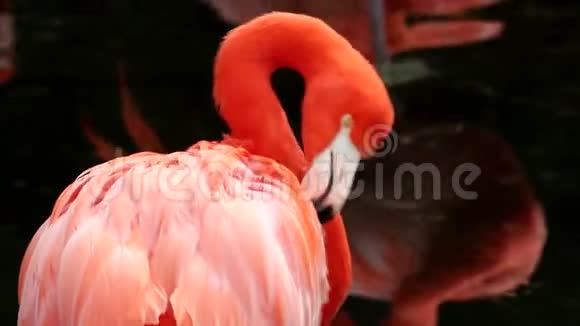 动物园里的火烈鸟视频的预览图