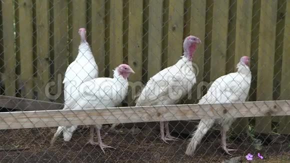 养鸡场的火鸡有白色羽毛和红色的小附属物视频的预览图