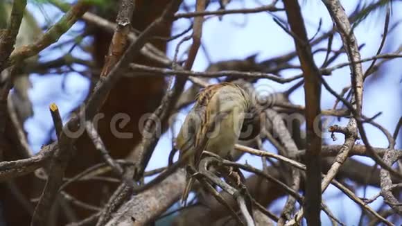 雀鸟幼鸟的过路人坐在松枝上清理羽毛视频的预览图