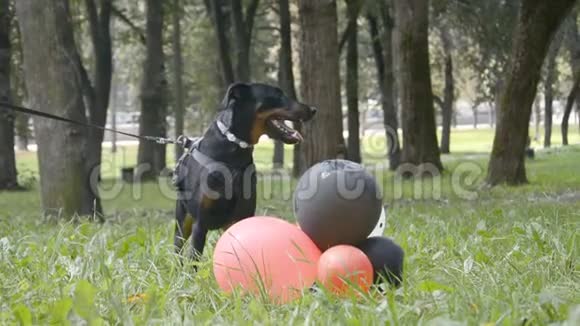 有趣的视频一只小黑狗在城市公园的草地上玩气球视频的预览图
