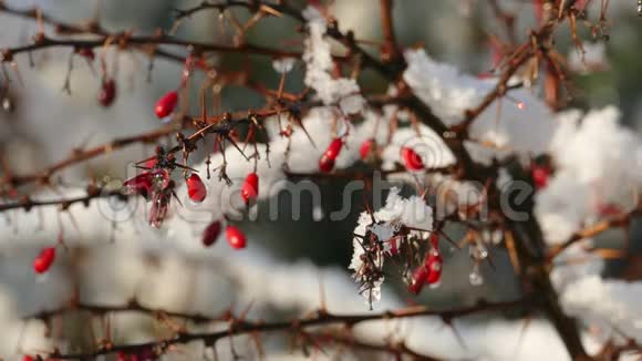 初雪缓慢融化成熟的红莓浆果视频的预览图