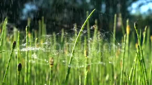 阳光明媚的一天两只小蜘蛛在一条浅网上在绿色的马尾上下着小雨视频的预览图