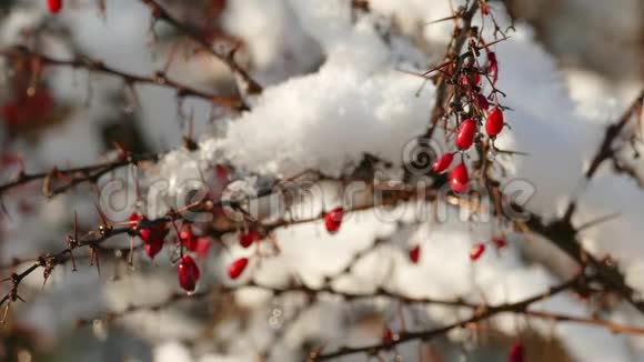 初雪缓慢融化成熟的红莓浆果视频的预览图