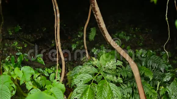 热带雨林中的藤根和被咬的叶子视频的预览图