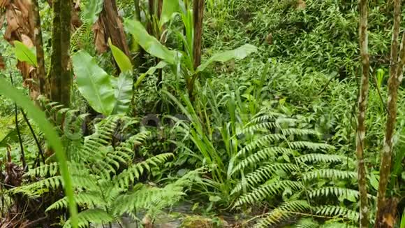 雨后丛林中的绿色热带植物视频的预览图
