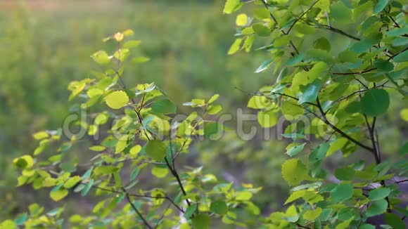 柔和的绿叶在夕阳下的风中轻轻摇曳在傍晚的森林里视频的预览图