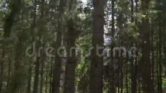 在Tatras的山路上挥舞着树木视频的预览图