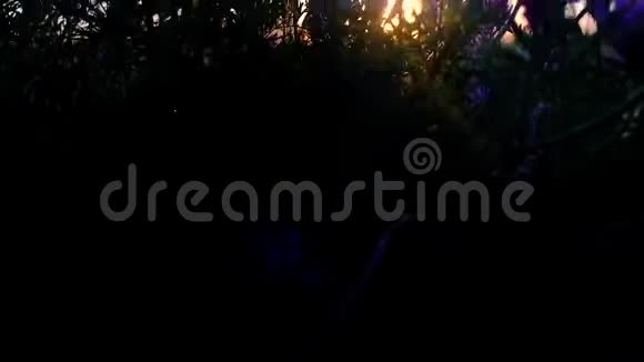 美丽的日落在麦田里柔和的光线和波克田野上五颜六色的日落开着紫色的花视频的预览图