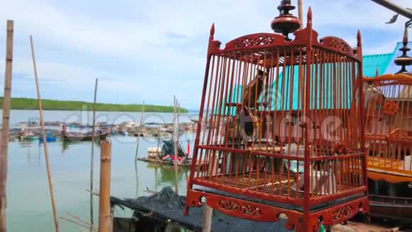 泰国KoPanyi穆斯林村的鸟笼中视频的预览图