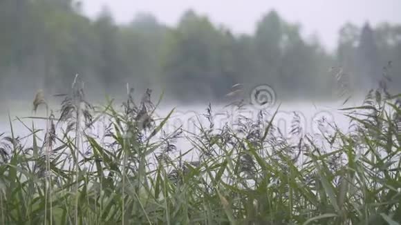 雾在湖边松林附近日落欧洲视频的预览图