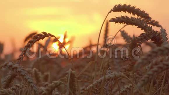 麦穗对夕阳时间流逝视频的预览图