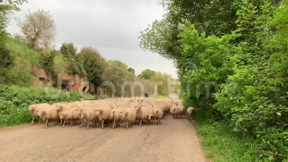 一大群羊在乡下的路上散步视频的预览图