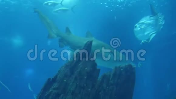 4k水生大白鲨海洋景象鱼群和其他热带海洋生物如黄貂鱼视频的预览图