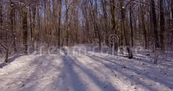 在冬林中漫步视频的预览图