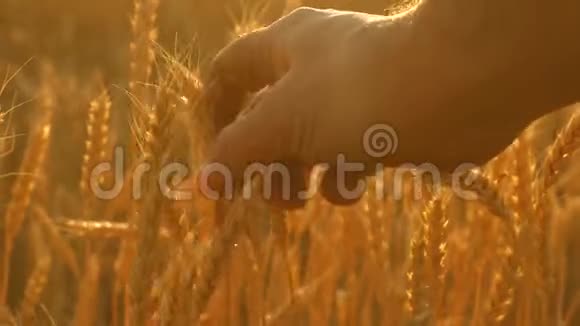 日落时麦田里的农夫农业概念农业企业农学家考察成熟小麦的田间视频的预览图