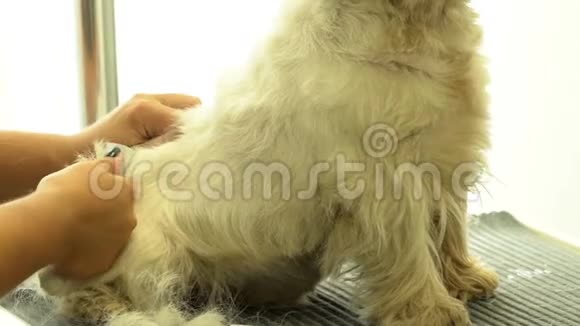 专业工人在宠物美发沙龙中培育小狗慢动作视频的预览图