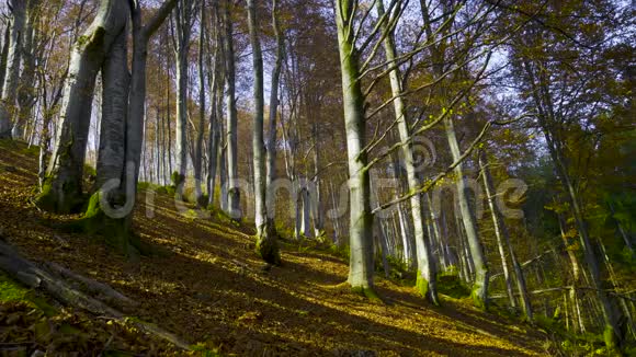 秋天的森林落叶金黄色季节落叶乔木自然阳光明媚视频的预览图