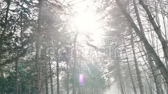 冬天的风景雪落在巨大的松树上视频的预览图