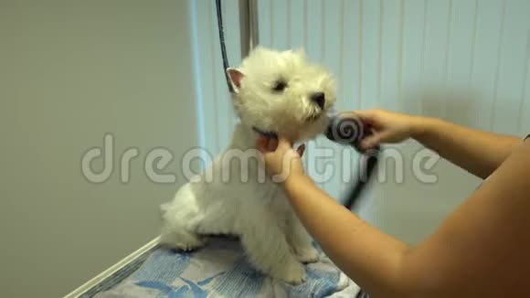 讨厌的狗用吹风机把皮毛烘干有教养的动物手持射击视频的预览图