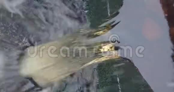 在哈兹山脉冬季关闭红色黑色水流视频的预览图