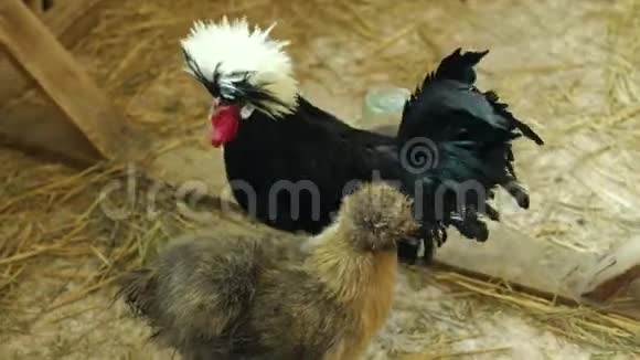 黑色装饰公鸡与毛茸茸的白色簇在笼子里特写视频的预览图