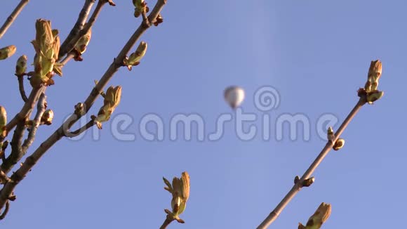 栗树枝带花蕾模糊气球飞静态射击视频的预览图