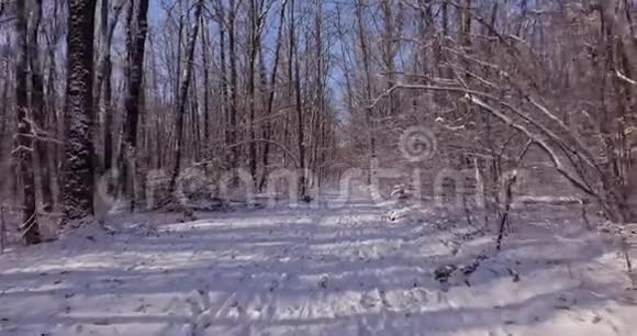 在冬林中漫步视频的预览图