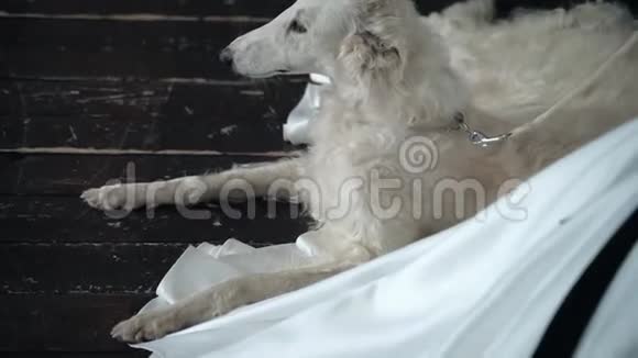 一只白毛猎犬躺在地上视频的预览图
