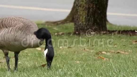 鹅在公园里采草吃杂草视频的预览图