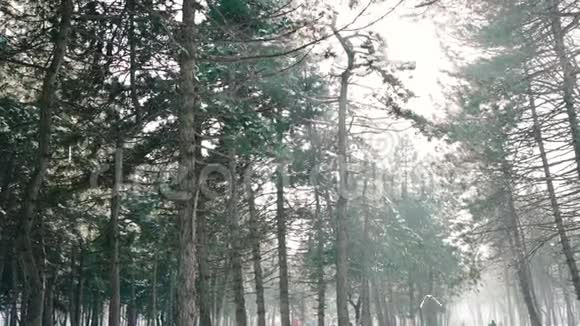 冬天的风景雪落在巨大的松树上视频的预览图