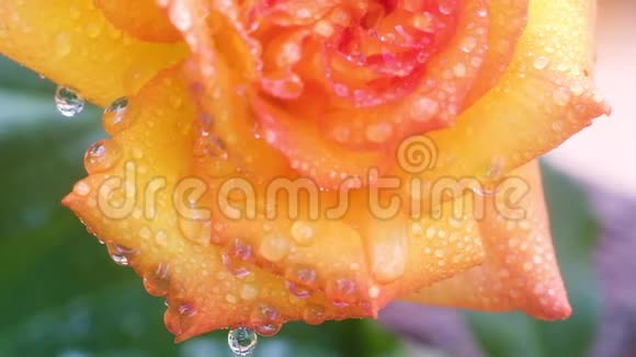 透明的水滴在黄色的玫瑰上浇水后的花视频的预览图