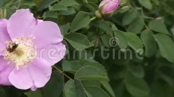 蜜蜂试图在风中飘动一朵浅紫色的花授粉视频的预览图