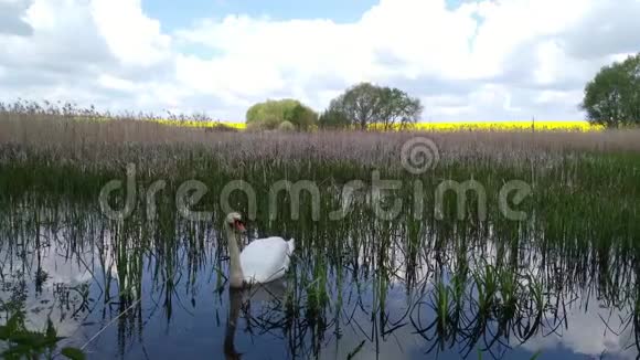 天鹅在森林沼泽湖Khmelnytskyi乌克兰3视频的预览图