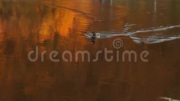 秋天湖上的野鸭视频的预览图