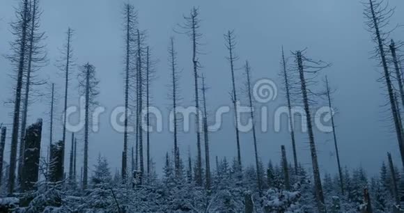 冬季山区有枯树和积雪是阿尔兹森林景观区奥尔德蒂希视频的预览图