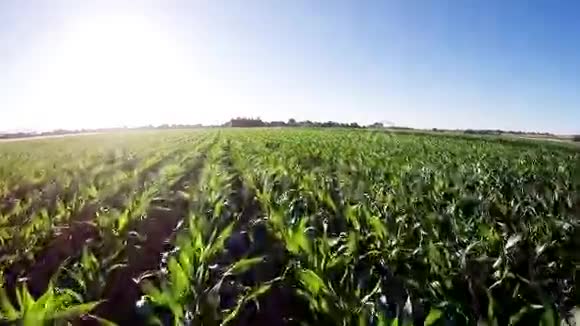 成排生长的玉米视频的预览图