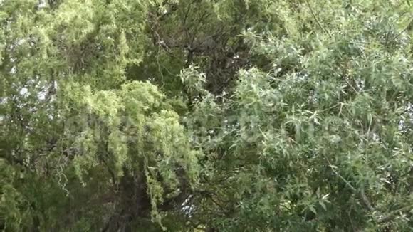 午后阴晴不定的高大树木被微风吹拂视频的预览图