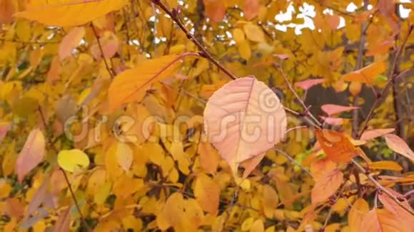 阳光明媚的秋日树上的黄橙色叶子视频的预览图