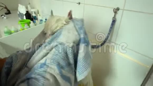 手拿毛巾湿狗在兽医诊所宠物美容店手持射击视频的预览图