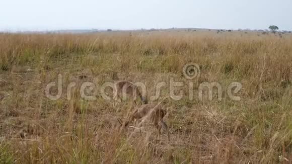非洲大草原上高大的黄草中放牧的矮羚羊视频的预览图