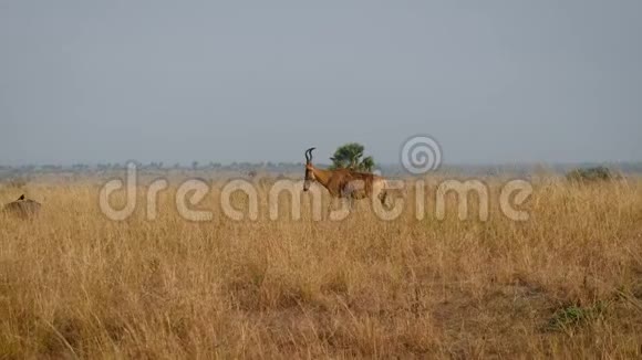 Hartebeest或牛羚在非洲野生大草原上行走视频的预览图