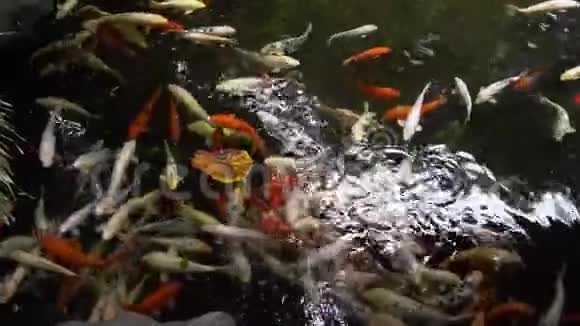 水中的锦鲤鱼视频的预览图