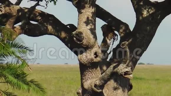 豹在树上捕食视频的预览图